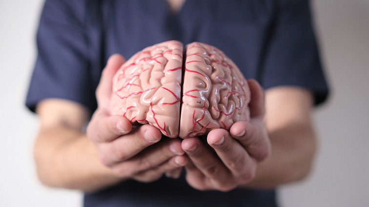 Srdce - anatomický model