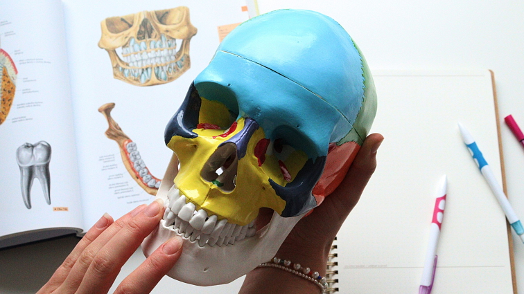 Os temporale - anatomický model