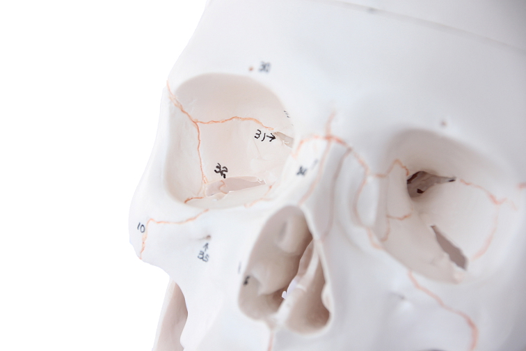 Lebka číslovaná - anatomický model