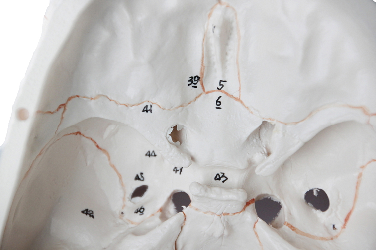 Lebka číslovaná - anatomický model