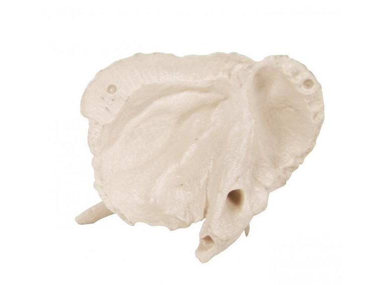 Os temporale - anatomický model