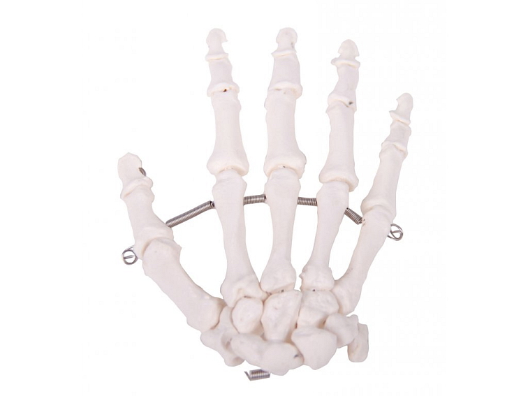 Kosti ruky - anatomický model