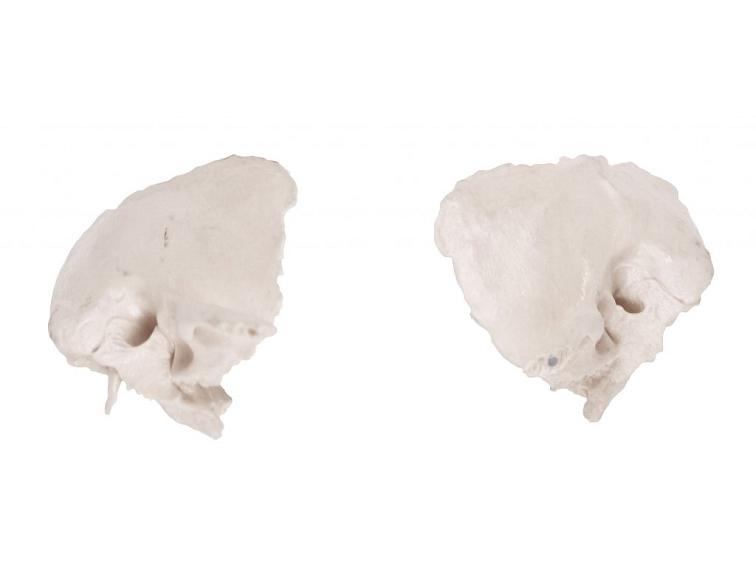 Os temporale - anatomický model