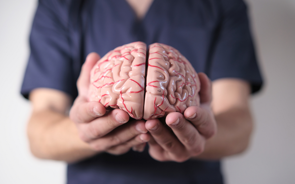 Lebka barevná - anatomický model