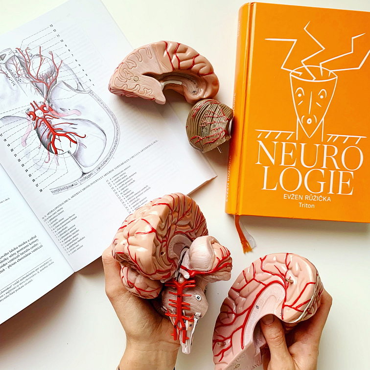 Ženská pánev - anatomický model