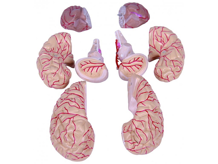 Mozek s arteriemi a nervy - anatomický model