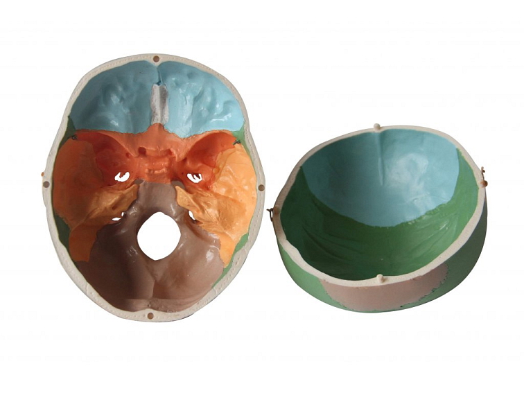 Lebka barevná - anatomický model