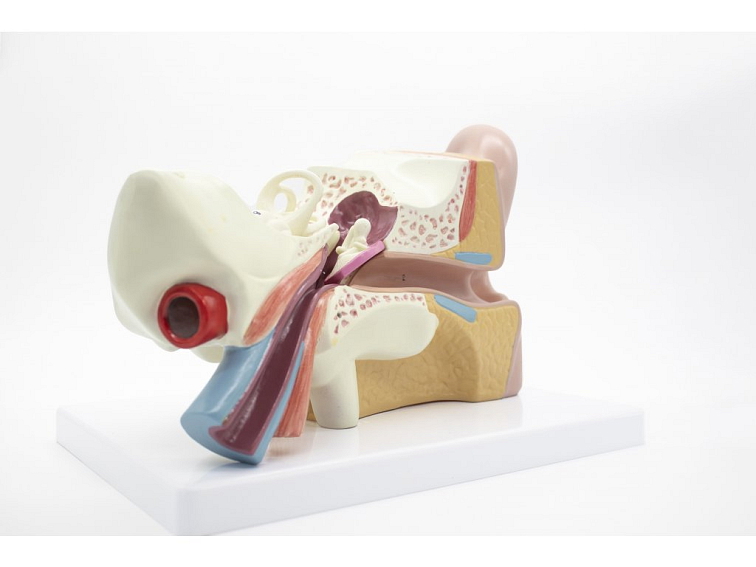 Ucho - anatomický model