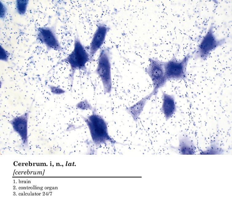 Histologické tričko dámské anglické - mozek