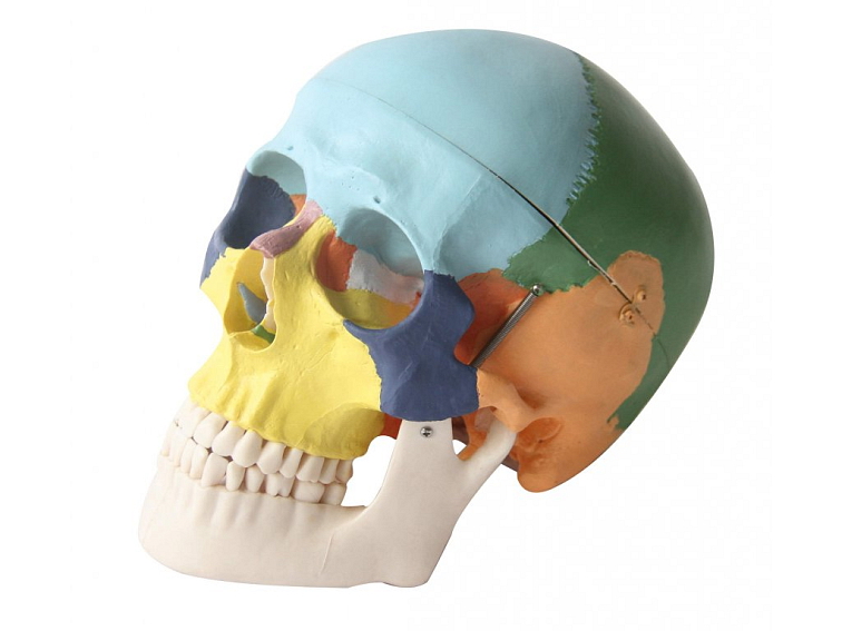 Lebka barevná - anatomický model