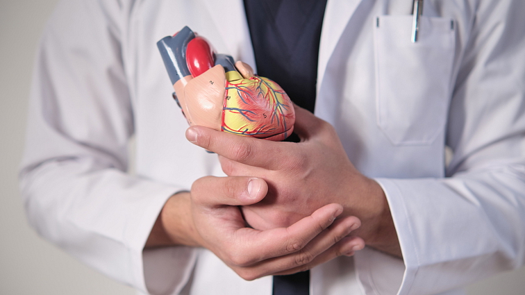 Srdce - anatomický model