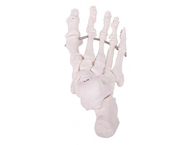 Kosti nohy - anatomický model