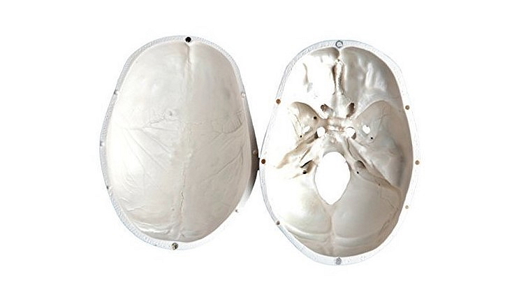 Lebka - anatomický model