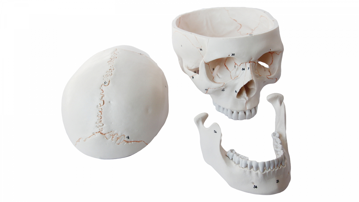 Lebka číslovaná - anatomický model
