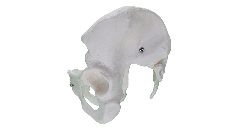 Ženská pánev - anatomický model