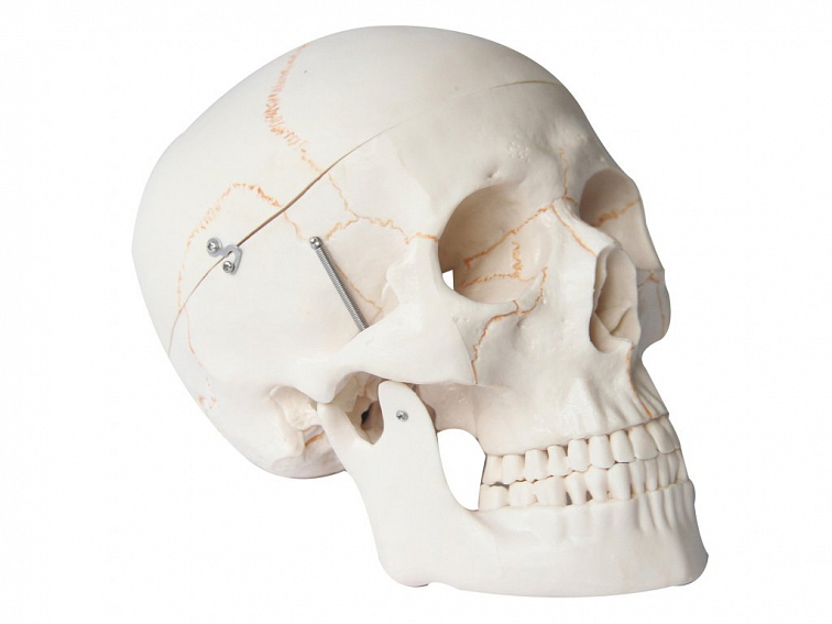 Lebka číslovaná - anatomický model