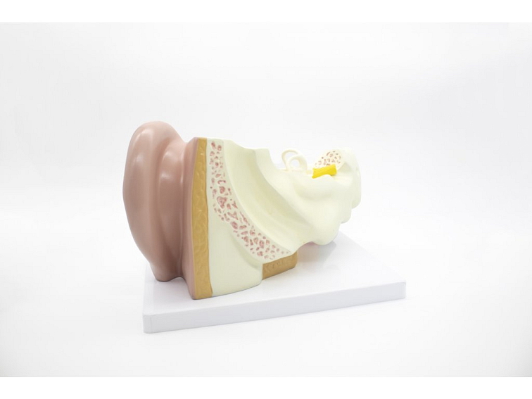 Ucho - anatomický model