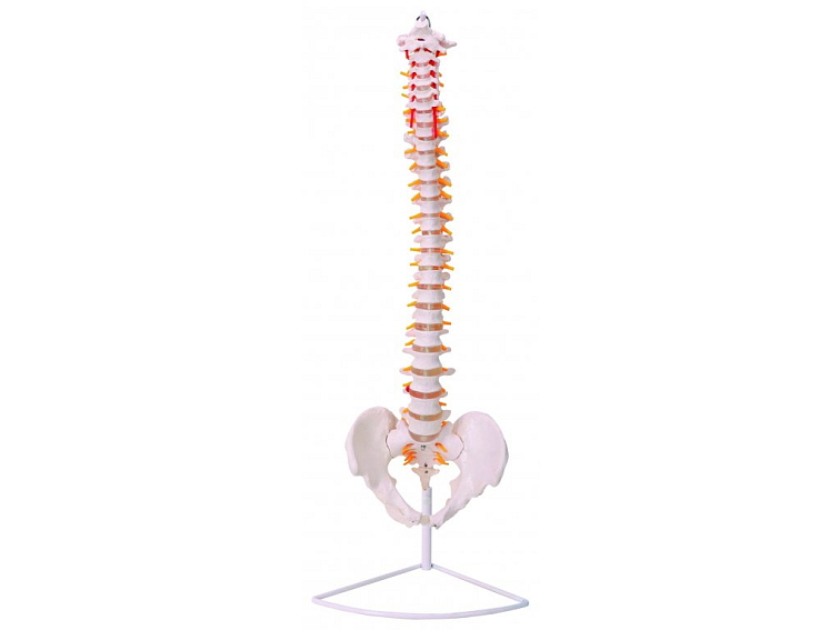 Ohebná páteř - anatomický model