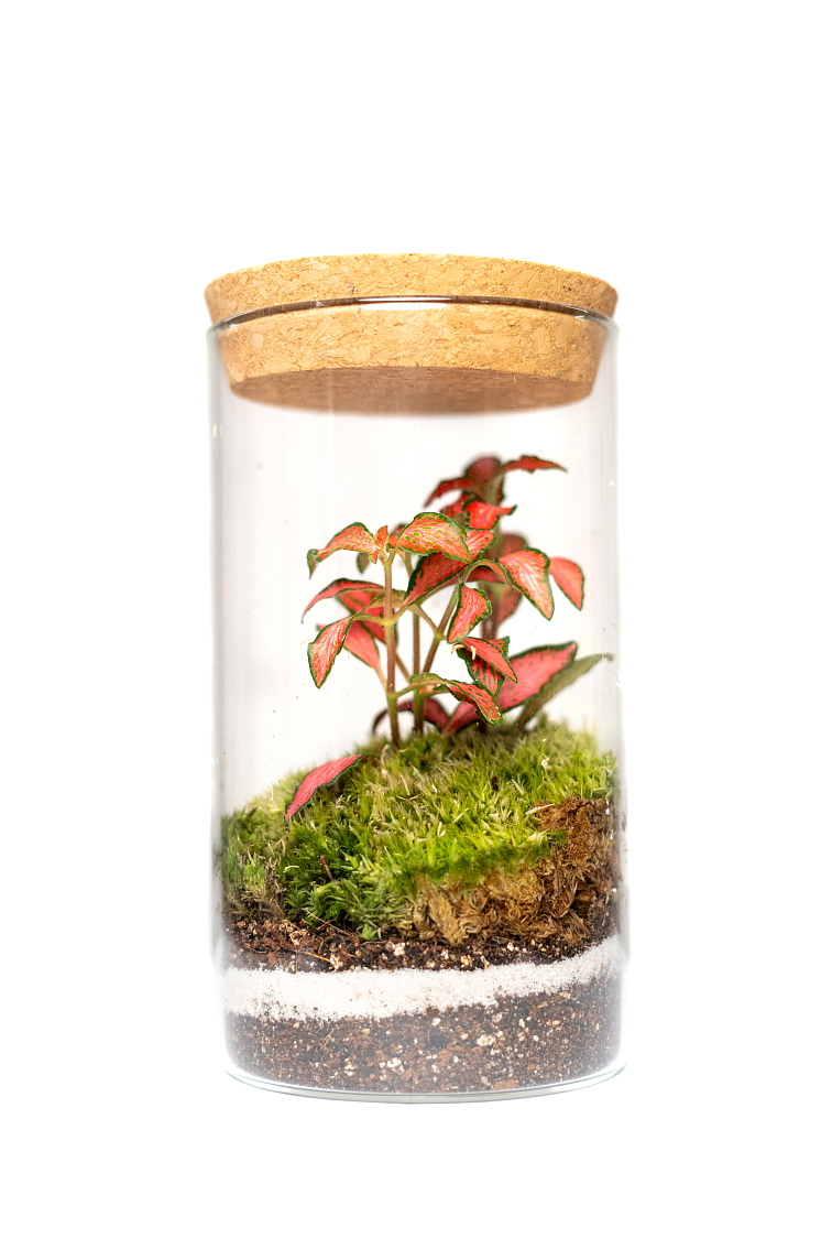 Mechárko - sestav si VLASTNÍ mini ekosystém do bytu či kanceláře