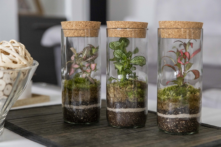 Mechárko krystal velké - bezstarostná rostlina