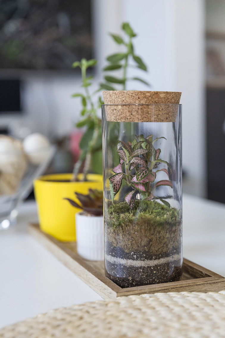 Mechárko krystal velké - bezstarostná rostlina