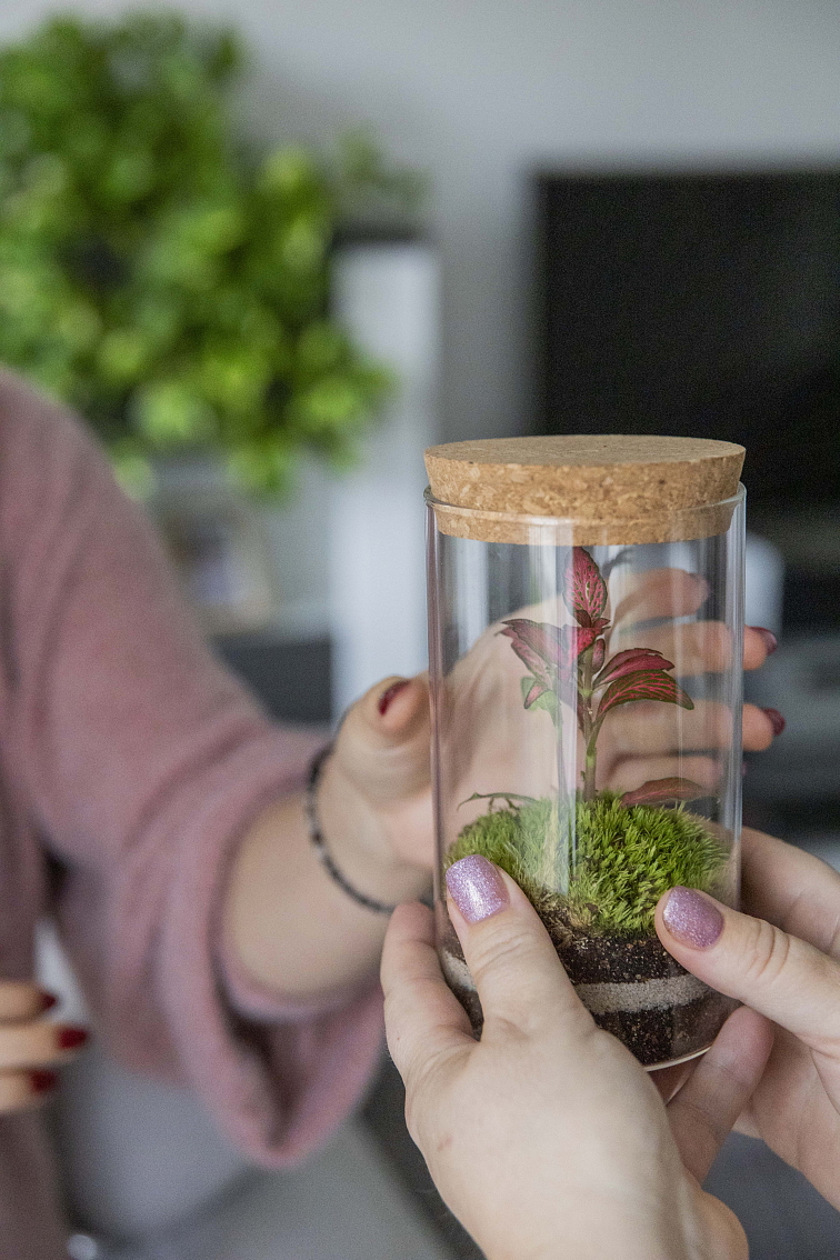 Mechárko krystal velké - bezstarostná rostlina