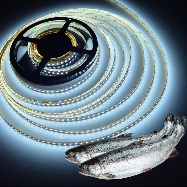 PROFI LED pásik 24V 120LED/m SMD2835 14W/m Osvetlenie Ryby