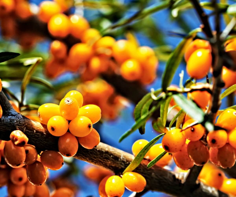 bio rakytníkový olej