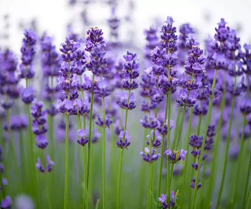 Natasha Prací gel z kaštanů Levandule koncentrát