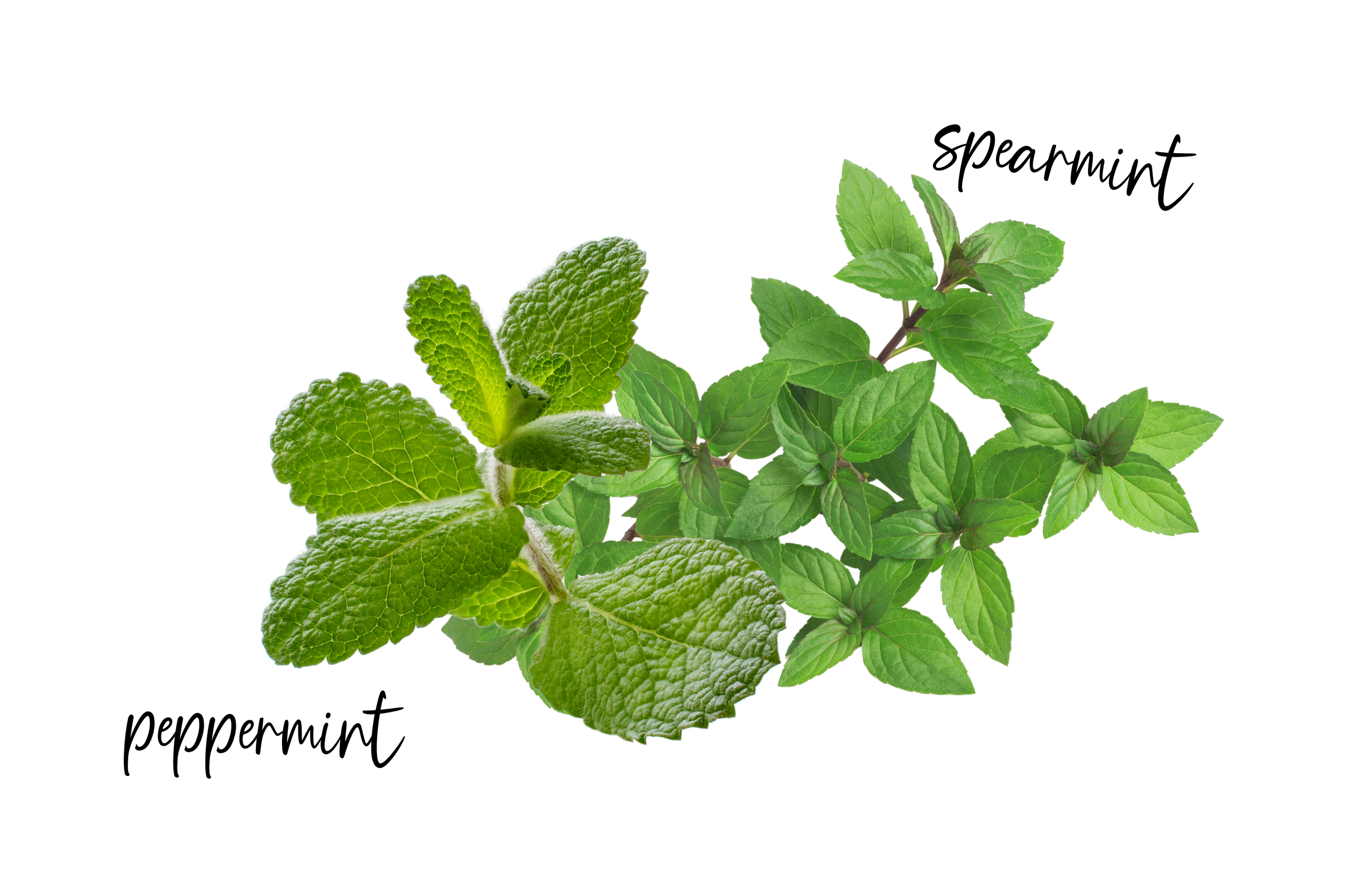Natasha Mint Mint směs bio esenciálních olejů