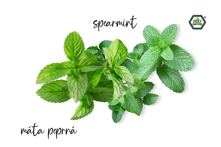 Natasha Aroma sada inhalační Mint Mint