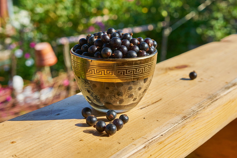 Černý rybíz v medu - ochucený med