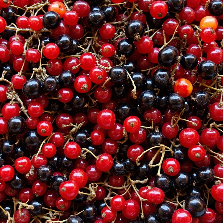 Rybízový mix džem