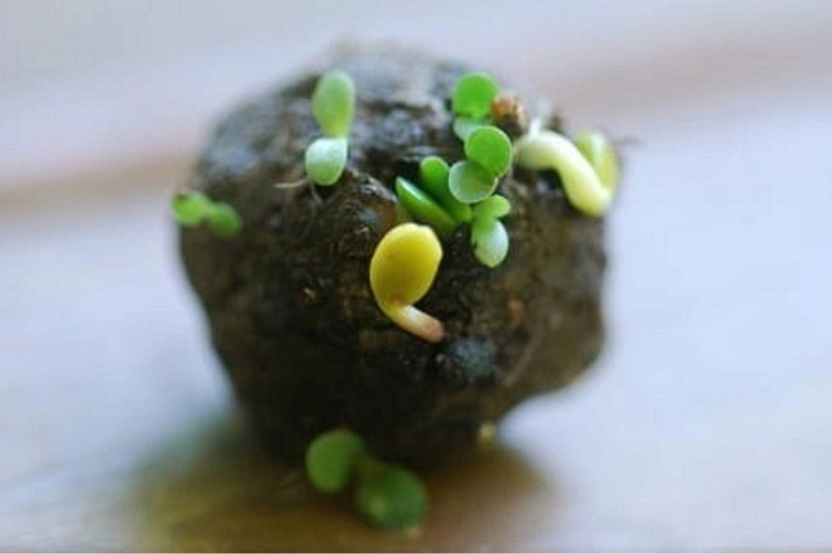 Uválejte seedbombs