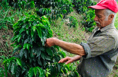 KÁVA DO KAPSY PO 1 KUSE