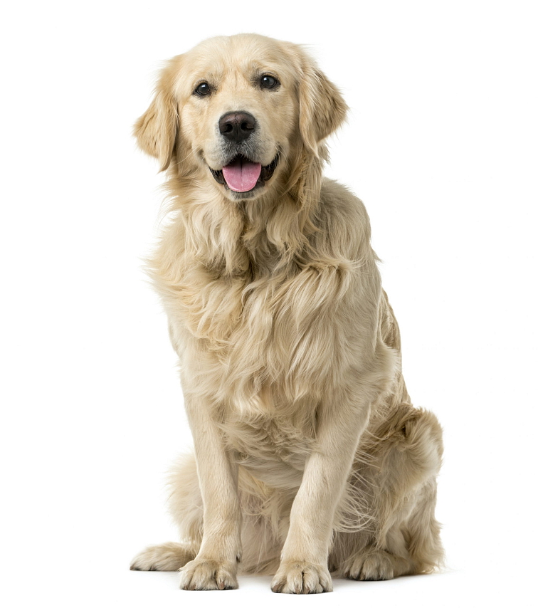 Píšťalka na psa jednotónová 4,7cm