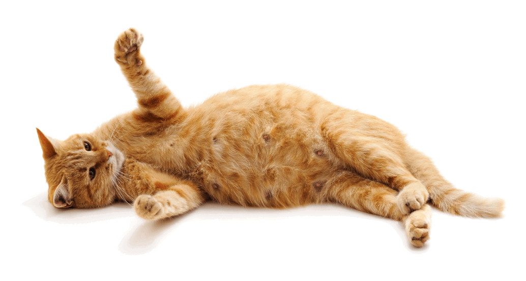 Vyčesávací masážní kartáč pro kočky 13cm
