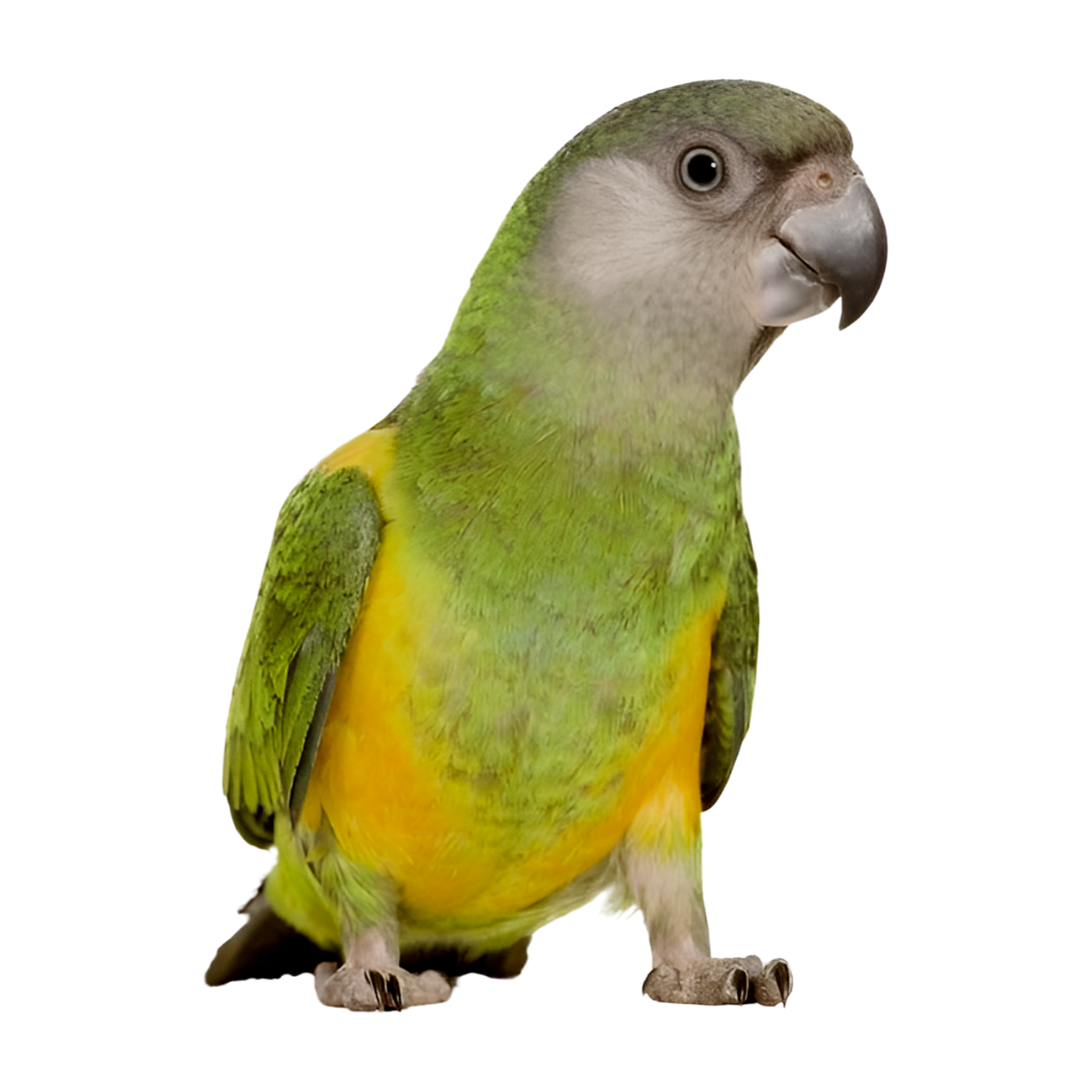 Akinu Kompletní menu malý papoušek 1 kg