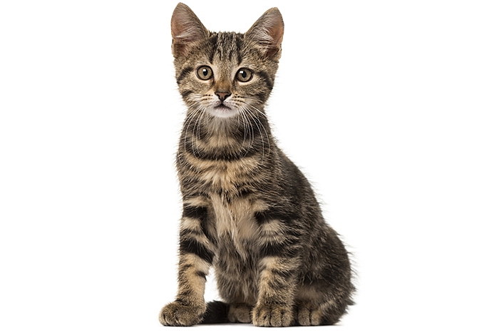 Pelech Pet Style Cat 55 x 55 cm