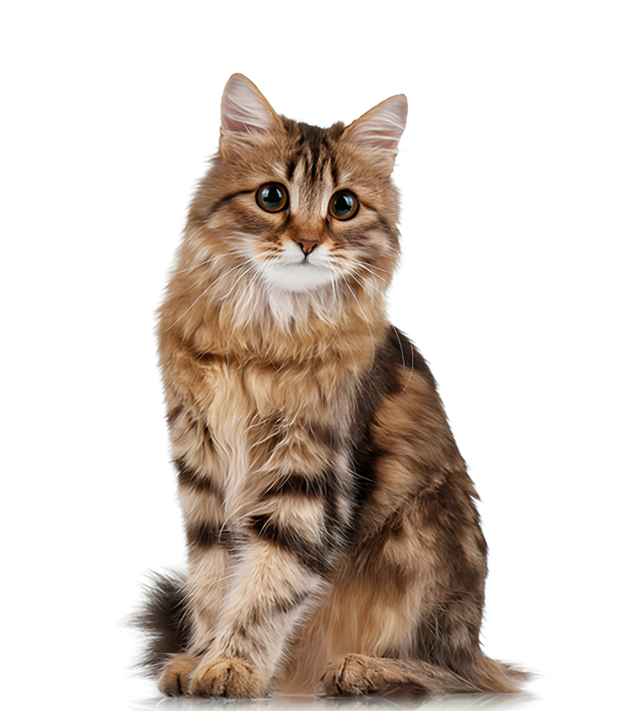 Pelech Pet Style Cat 45 x 45 cm