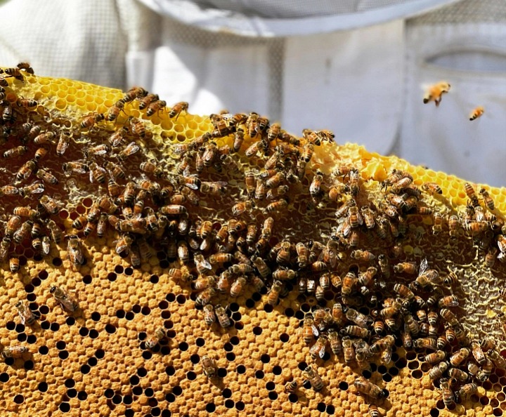 Med lesní květový 500g