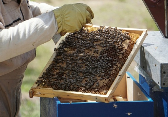 Med květový pastovaný 500g
