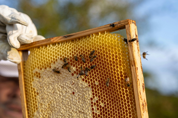 Med květový akátový 500 g