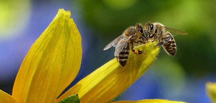 Med květový pastovaný 500g