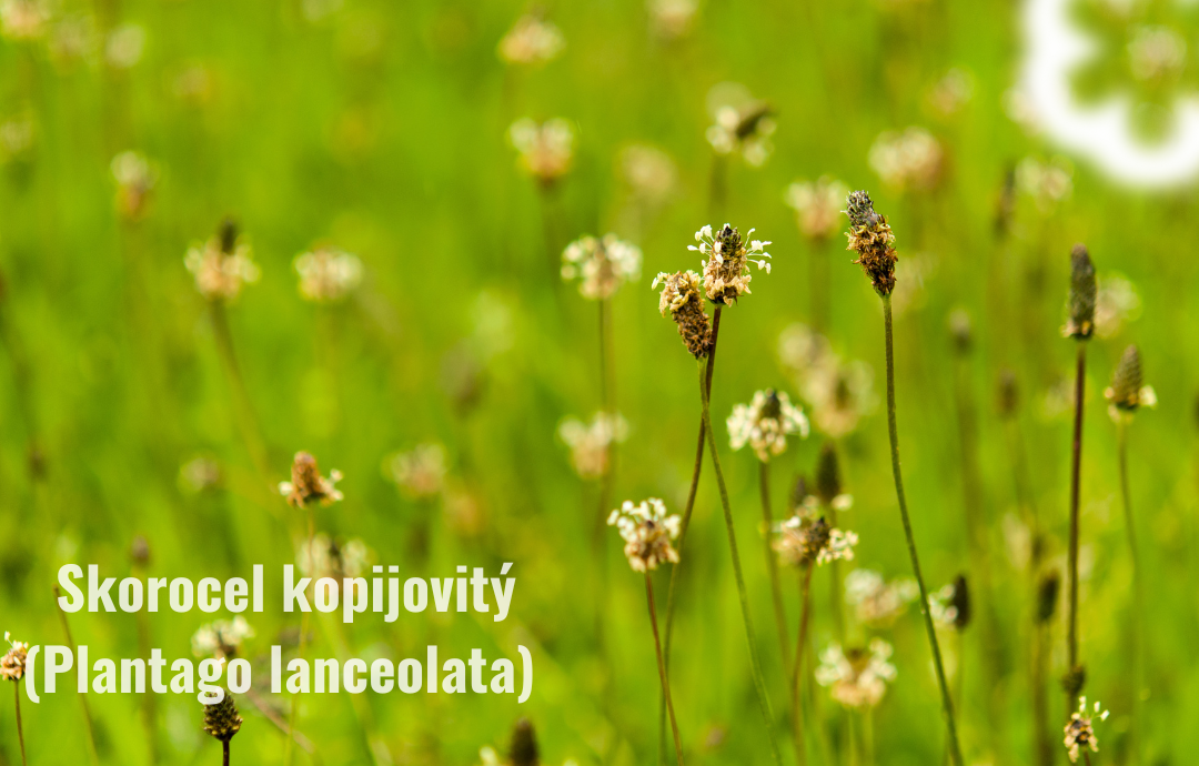EDENPharma Kapucínka väčšia + skorocel Junior 100 ml
