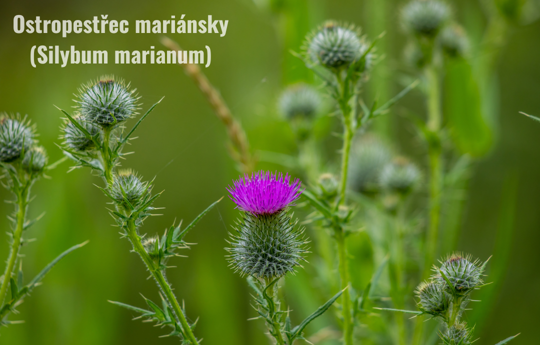 EDENPharma Ostropestrec mariánsky 100% plod 150 g