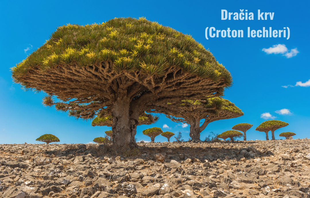 EDENPharma Dračia krv 100% extrakt 30 ml