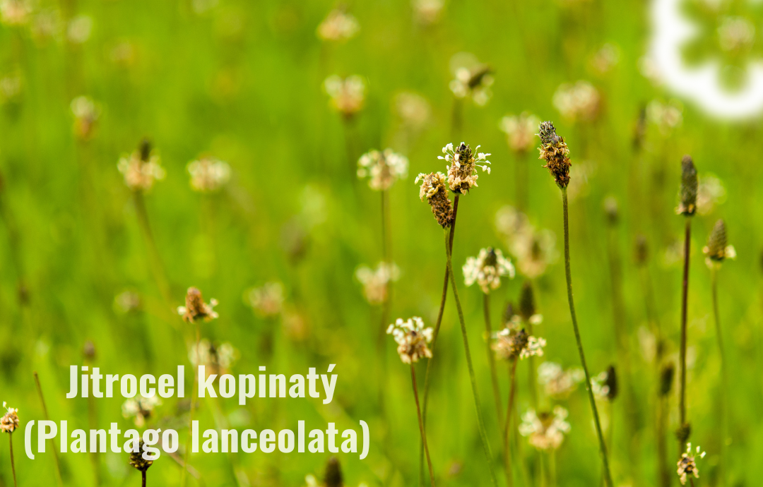 EDENPharma Kapucínka väčšia + skorocel Junior 100 ml