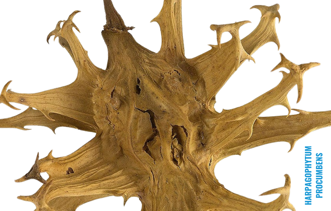 EDENPharma Čertov pazúr + MSM gél 300+50 g