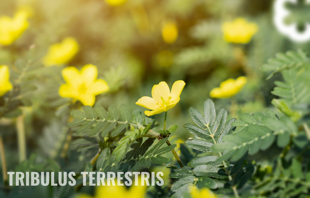 EDENPharma Bulharský Tribulus 90 cps